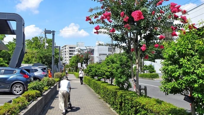 百日紅