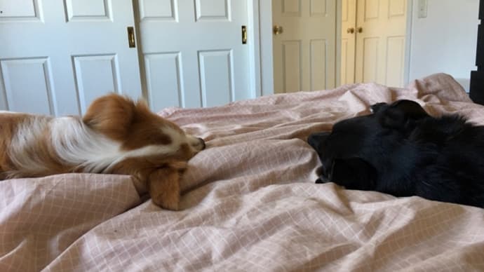 犬、少し上り調子、か?
