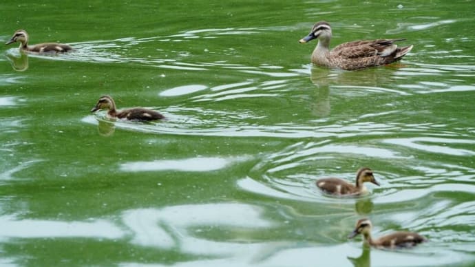 カルガモのヒナが順調に成長しています!その5(板橋区立見次公園 2024.6.30撮影)