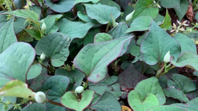 オサンポ walk - 植物plant: ドクダミの蕾 buds of doku-dami