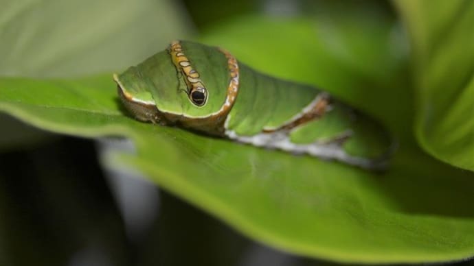 シロオビアゲハの終齢幼虫