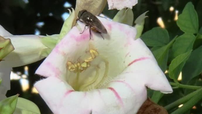 鈴の宮公園から堀上公園