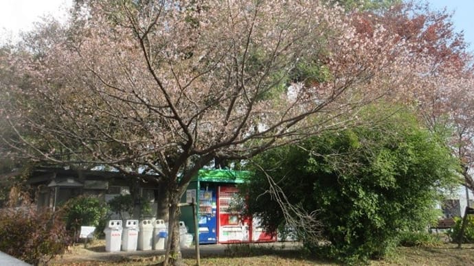 楽書き雑記「春まで咲き続ける十月桜」