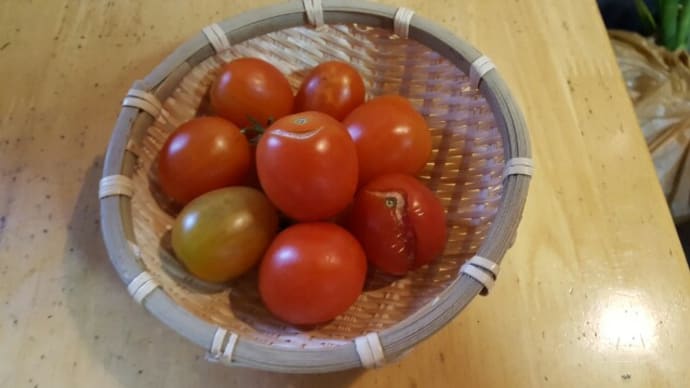 庭のトマトを、こんな事で
