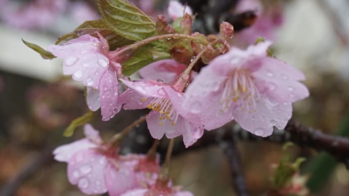 4月3日。