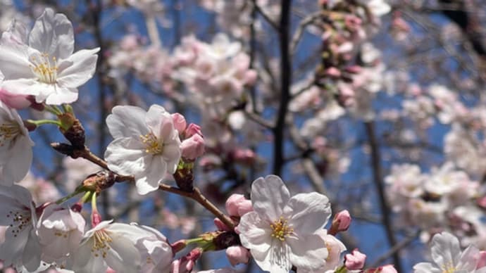 🌸桜満開🌸　&　ちょこっとお出かけ´_｀