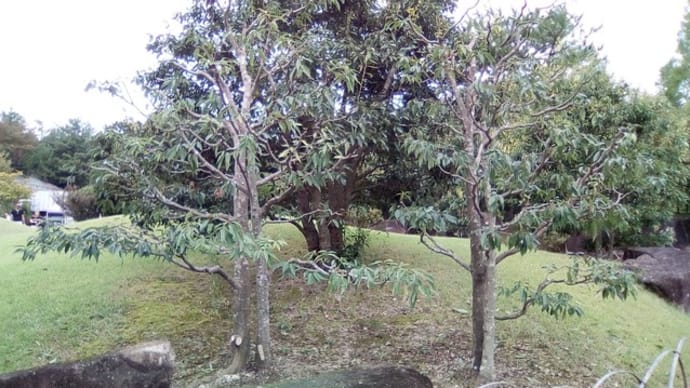 シラカシ（日本庭園主庭の芝の中央の道側）の剪定