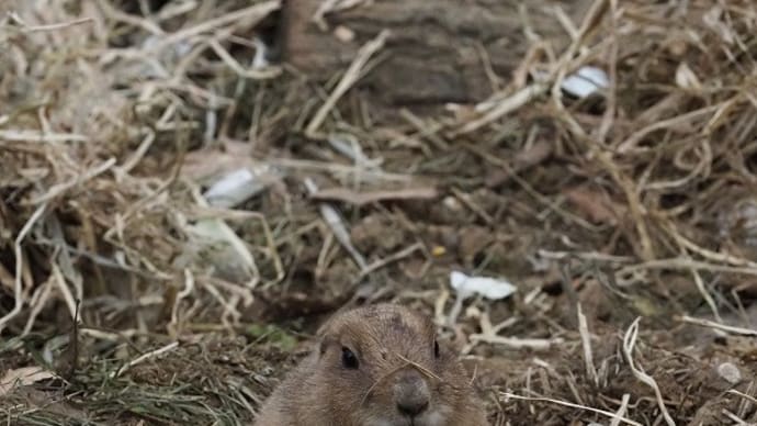 埼玉県こども動物自然公園~プレーリードッグ