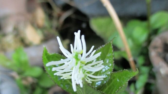 ジジババの花とは