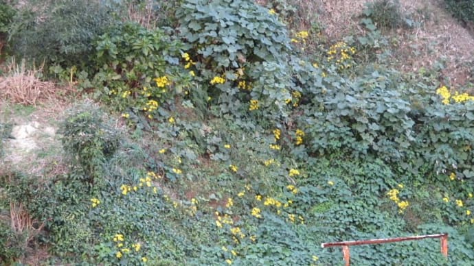 つわの花
