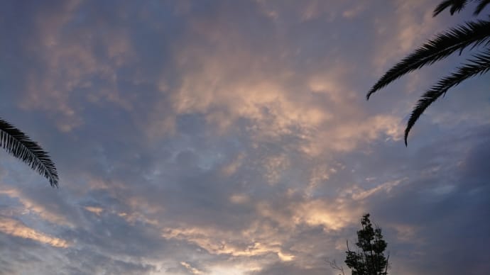 また蝉が鳴き始めたので