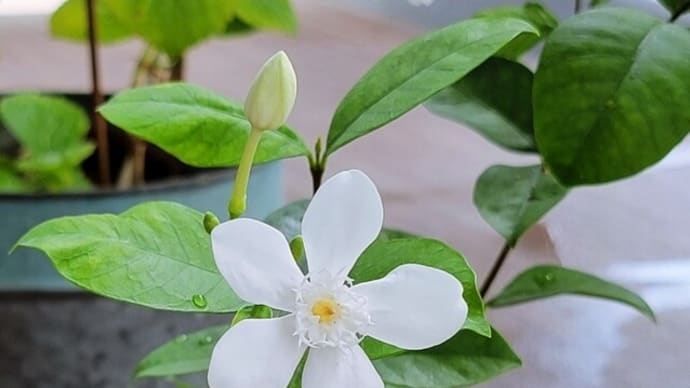 坂角総本舗の「さくさく日記」