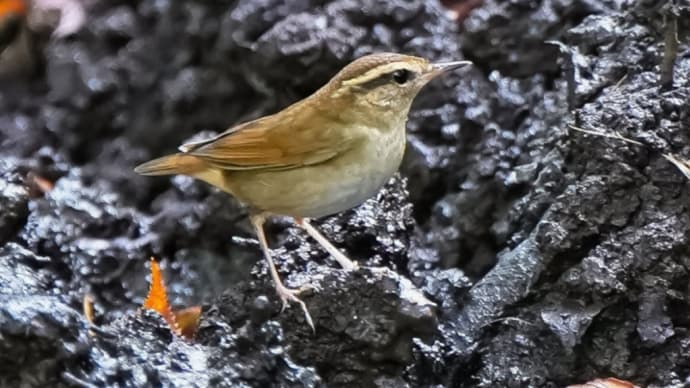 30/Sep ヤブサメとエゾビタキとカワセミとシロセミ