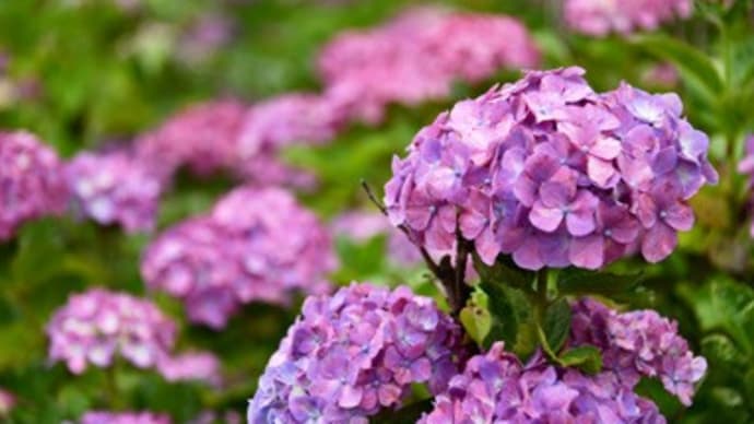 紫陽花