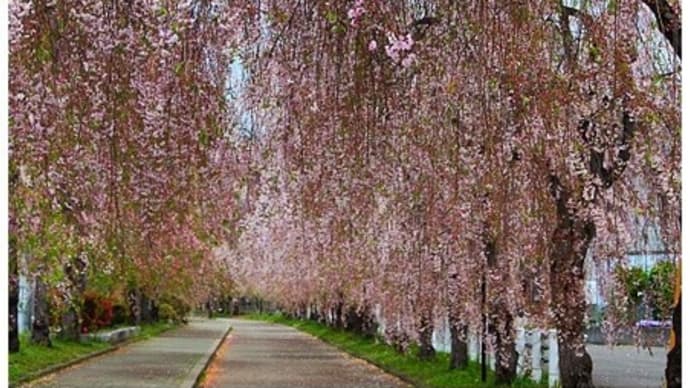 福島・喜多方/北塩原の桜景色と磐梯山