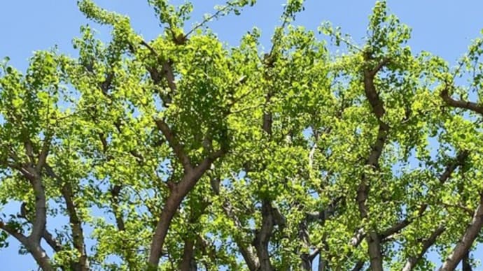 新緑がちらほら🌱