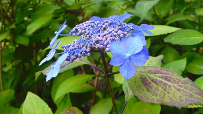 2024・5・20 横浜市こども植物園のヤマアジサイ