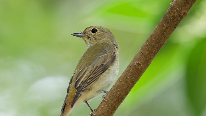 近所の池・・・キビタキさん急接近!