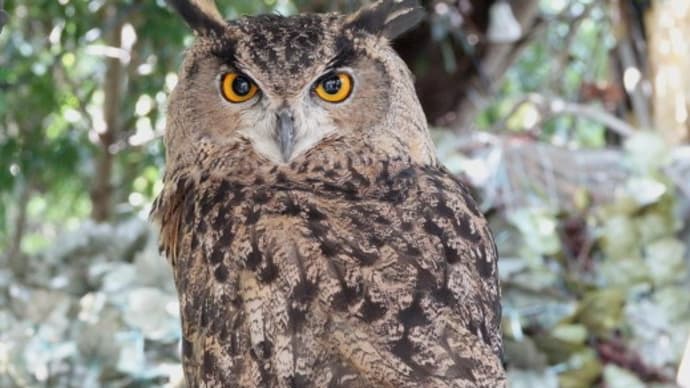 コミミズクに会えなかったので・・・アメリカワシミミズク