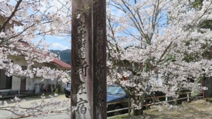 満開のがいせん桜