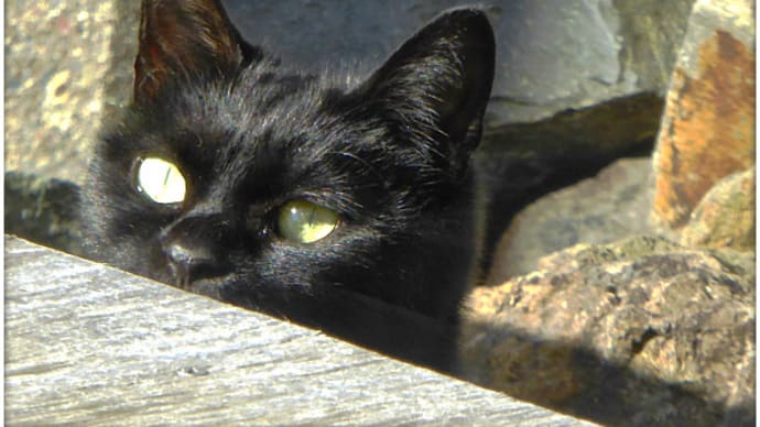 庭の餌場でスズメを狙う黒猫 ＝ 目つきは狩人（saiun090320さんのブログ記事の標題を借用）