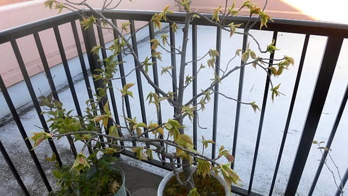 桜のつぼみ