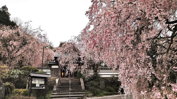 福住町 西念寺　～山里に咲く枝垂れ桜