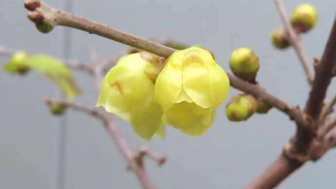 蝋梅(ろうばい)が咲き始めた。