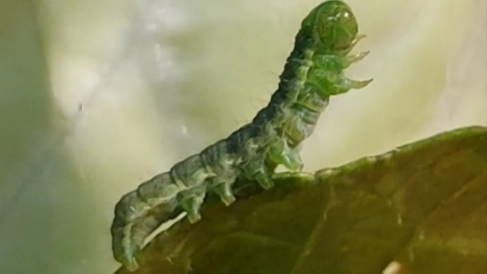 モンシロチョウの幼虫