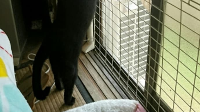 外が気になる猫