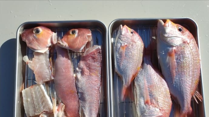 釣魚下処理アマダイ・キダイ