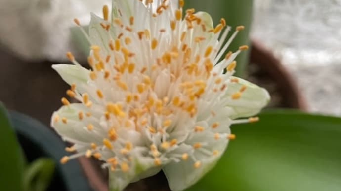 「マユバケオモトの花」