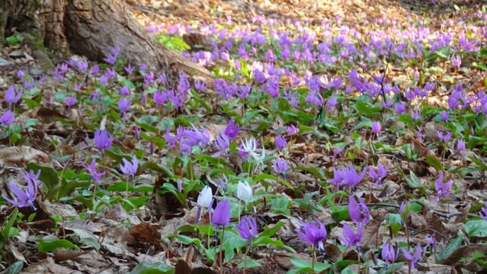 匠の森・白色カタクリ&桜咲く五稜郭公園&永遠の森のカタクリ