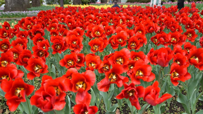 チュ―リップ狩り 神奈川県横浜市 横浜公園・横浜スタジアム(2)チューリップも見頃
