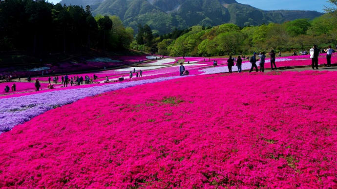 羊山公園の芝桜