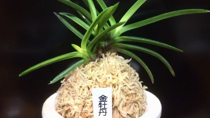 金牡丹(黒牡丹より)