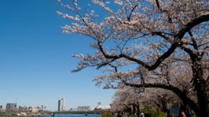 隅田川の桜2回目