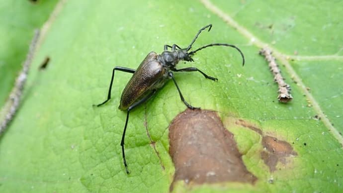 道東探索で出会ったカミキリムシ