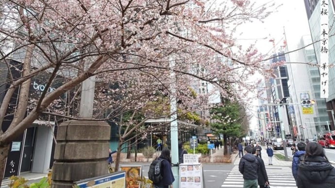 京橋の冬桜