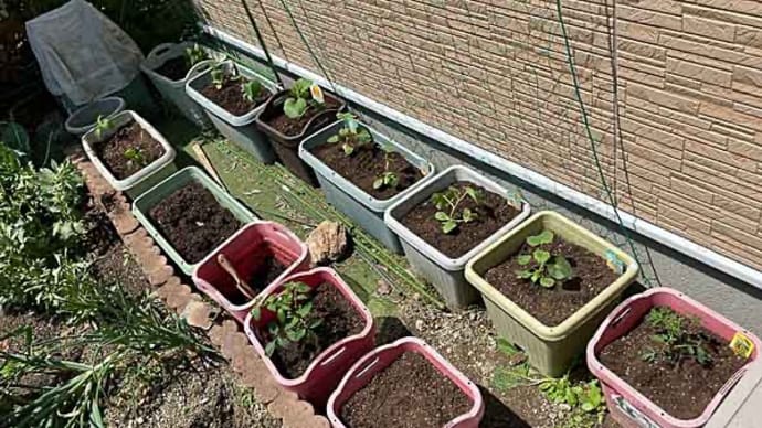 第1弾　初夏野菜をプランターへ植え付け！