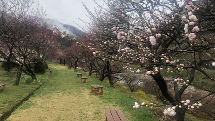 花桃 少し開花が早まっていそうです。