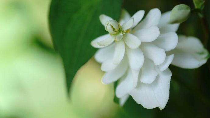●我が家の5月の花(13) 八重のドクダミ(白雪姫)が開花 ユキノシタ ヤマアジサイ・藍姫 ヒペリカム・カリシナム