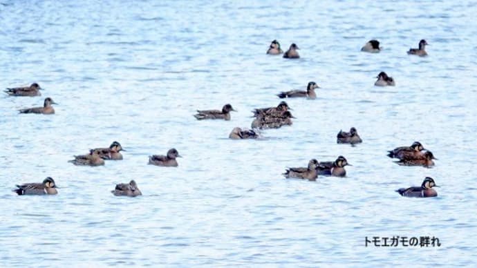 02/02探鳥記録写真:某池のトモエガモの群れ