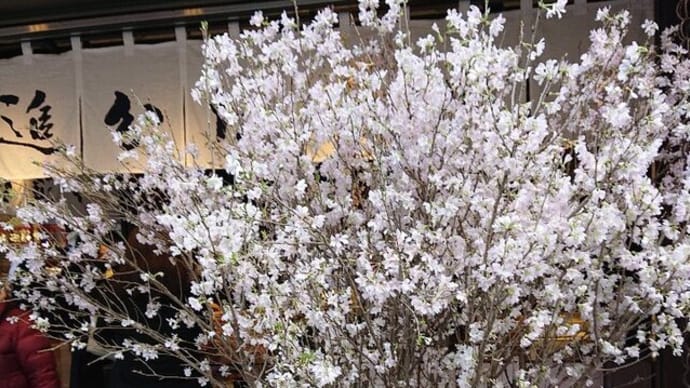 ブログ220303 少し早い桜と雛祭り