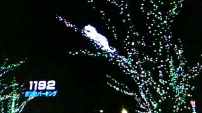 街はクリスマスしてます♪