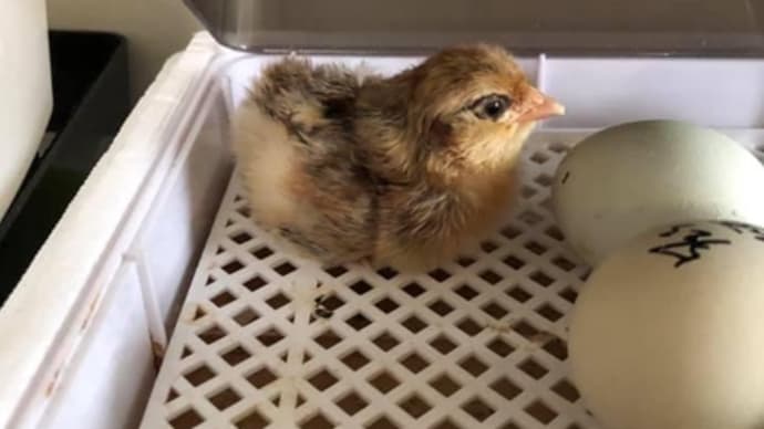 アローカナ遂に産卵