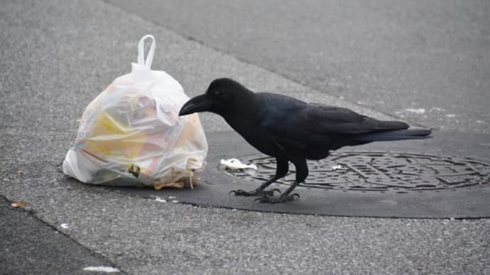 カラスとコンポスト