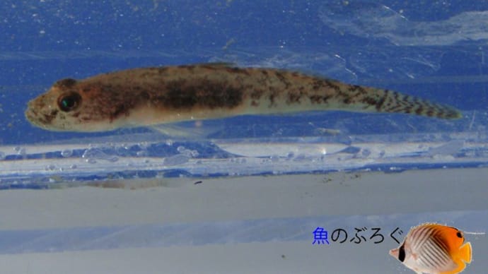 年の瀬採集