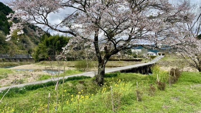 土佐の酒文化に欠かせない⁉高知のお座敷遊び 可杯(べくはい) @西寅