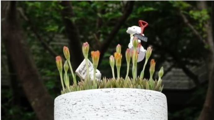 庭の花々